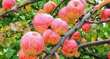 Klady a zápory odrůd jablek avenarius, charakteristika zimní odolnosti a pěstitelské oblasti